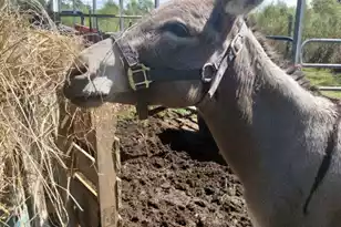 1014 Fire Hill Rd, Walterboro, SC 29488 - Photo 148