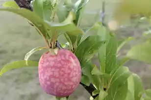 1014 Fire Hill Rd, Walterboro, SC 29488 - Photo 154