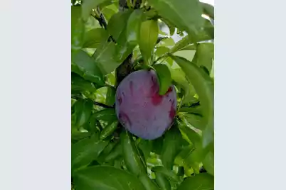 1014 Fire Hill Road, Walterboro, SC 29488 - Photo 142