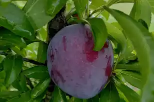 1014 Fire Hill Rd, Walterboro, SC 29488 - Photo 142