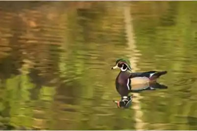 0 Sandy Pines Road, Dorchester, SC 29437 - Photo 2