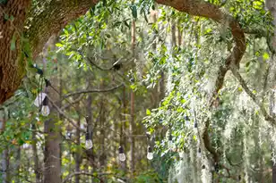 2205 Des Arc Rd, Johns Island, SC 29455 - Photo 62