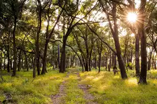 529 Spiral Ramp Ct, Charleston, SC 29492 - Photo 38