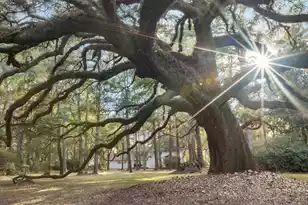 9875 Jamison Rd, Summerville, SC 29485 - Photo 2