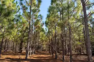 0 Mill Creek, Bethune, SC 29009 - Photo 14