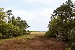 650 Enterprise Blvd #Field Pea, Charleston, SC 29492 - Photo 16