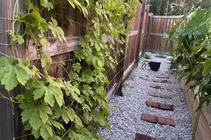 107 Levis Song Ct, Goose Creek, SC 29445 - Photo 72