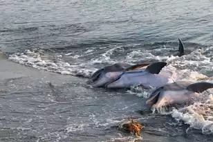 2621 High Hammock Rd, Seabrook Island, SC 29455 - Photo 126