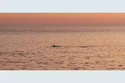 1217 Ashley Avenue E, Folly Beach, SC 29439 - Photo 16