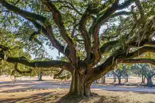 235 Country Club Ln, Charleston, SC 29412 - Photo 62