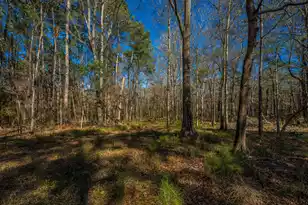 153 Rogers Branch Rd, Ridgeville, SC 29472 - Photo 54