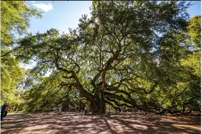 612 Du Bois Drive, Johns Island, SC 29455 - Photo 64