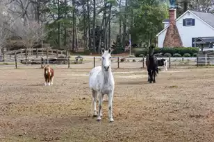 6293 Ehrhardt Rd, Ehrhardt, SC 29081 - Photo 6