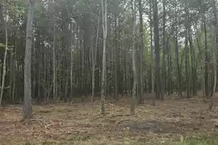 00 Whitestone Dr, Reevesville, SC 29471 - Photo 1