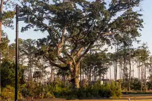 809 Roddin St, Daniel Island, SC 29492 - Photo 74