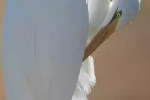 4060 Aspera Dr, Summerville, SC 29483 - Photo 44