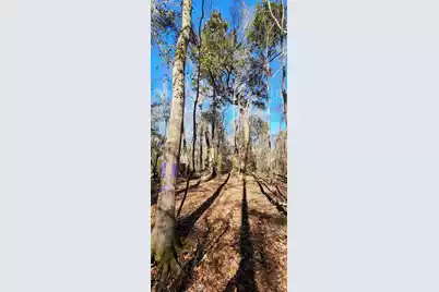 0 Bama Road, Cottageville, SC 29435 - Photo 12