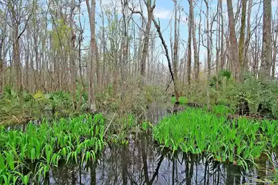 3849 Hanoverian Drive, Mount Pleasant, SC 29429 - Photo 74