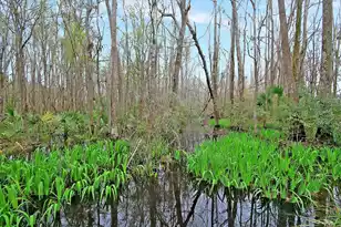 3849 Hanoverian Dr, Mount Pleasant, SC 29429 - Photo 74