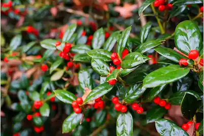 235 Knightsbridge Drive, North Charleston, SC 29418 - Photo 58