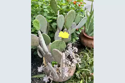 104 Sugar Tree Place, Moncks Corner, SC 29461 - Photo 54