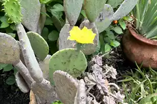 104 Sugartree Pl, Moncks Corner, SC 29461 - Photo 54