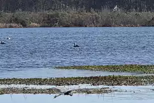 29 Monte Sano Dr, Hanahan, SC 29410 - Photo 68