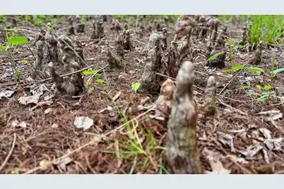 1034 Tuten, Round O, SC 29474 - Photo 76