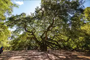 414 Caledon Ct, Johns Island, SC 29455 - Photo 38