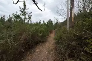 Bff II 4 J C Barefoot Rd, Patrick, SC 29584 - Photo 1