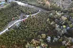 3021 Salley Rd, Salley, SC 29137 - Photo 92