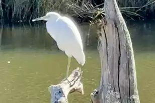 130 Berkshire Dr, Wando, SC 29492 - Photo 78