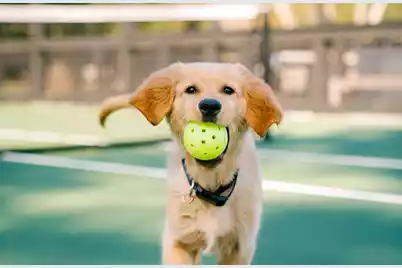 8111 Jack Island Drive, Johns Island, SC 29455 - Photo 18