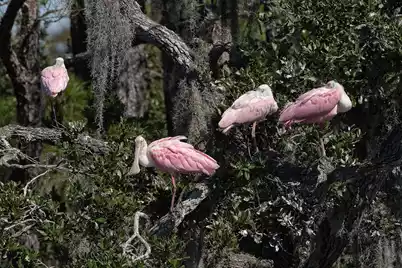 8127 Jack Island Drive, Johns Island, SC 29455 - Photo 14