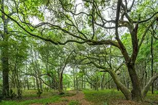0 King Rail Ln, Edisto Island, SC 29438 - Photo 34