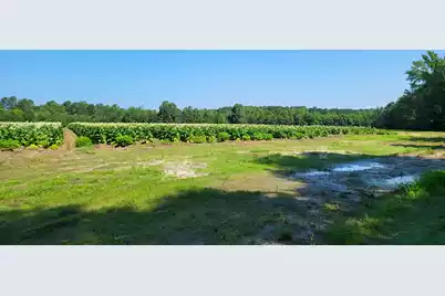 0 Guess Road, Greeleyville, SC 29056 - Photo 4