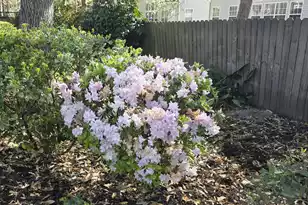 104 Pristine Ct, Summerville, SC 29485 - Photo 44