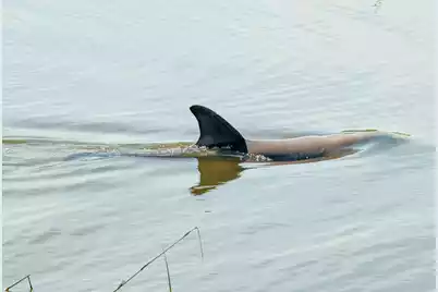 3398 Freeman Hill Road, Johns Island, SC 29455 - Photo 22