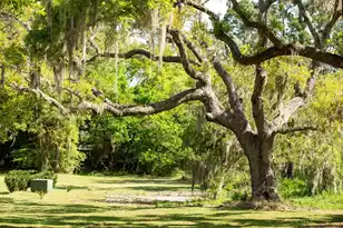 3398 Freeman Hill Rd, Johns Island, SC 29455 - Photo 8