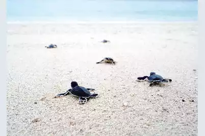 2555 Seabrook Island Road, Seabrook Island, SC 29455 - Photo 150