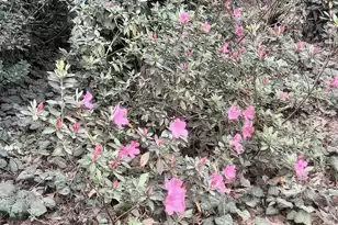 102 Wessex Terrace, Summerville, SC 29485 - Photo 70