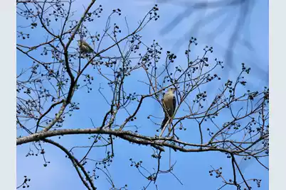 4559 Smoak Road, Meggett, SC 29449 - Photo 28