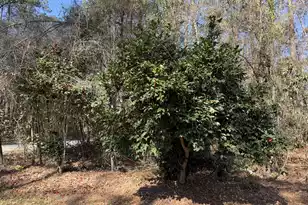 206 Sangaree Rd, Walterboro, SC 29488 - Photo 6