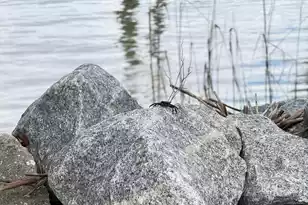 213 Ashmont Dr, Wando, SC 29492 - Photo 42