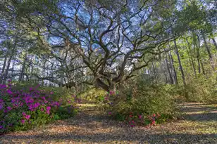 7717 White Point Rd, Adams Run, SC 29426 - Photo 16