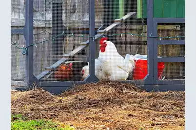 7389 Commodore Road, Hollywood, SC 29449 - Photo 48