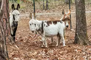 7769 Old Jacksonboro Rd, Adams Run, SC 29426 - Photo 30