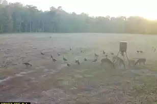 1384 Sandy Landing Ln, Round O, SC 29474 - Photo 38