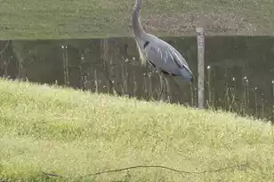 2910 Gantt Dr, Johns Island, SC 29455 - Photo 56