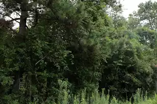 45 Partridge Rd, Kingstree, SC 29556 - Photo 1